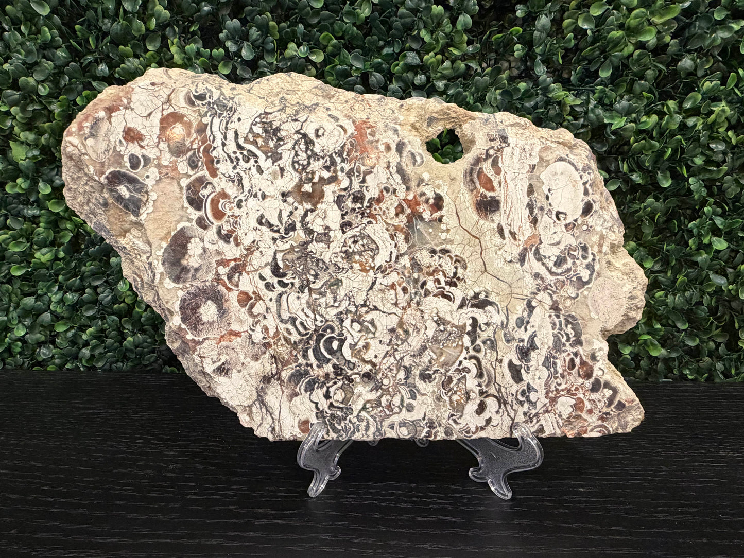 Money Agate Slab - You Choose!