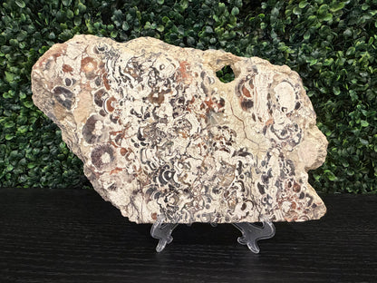 Money Agate Slab - You Choose!