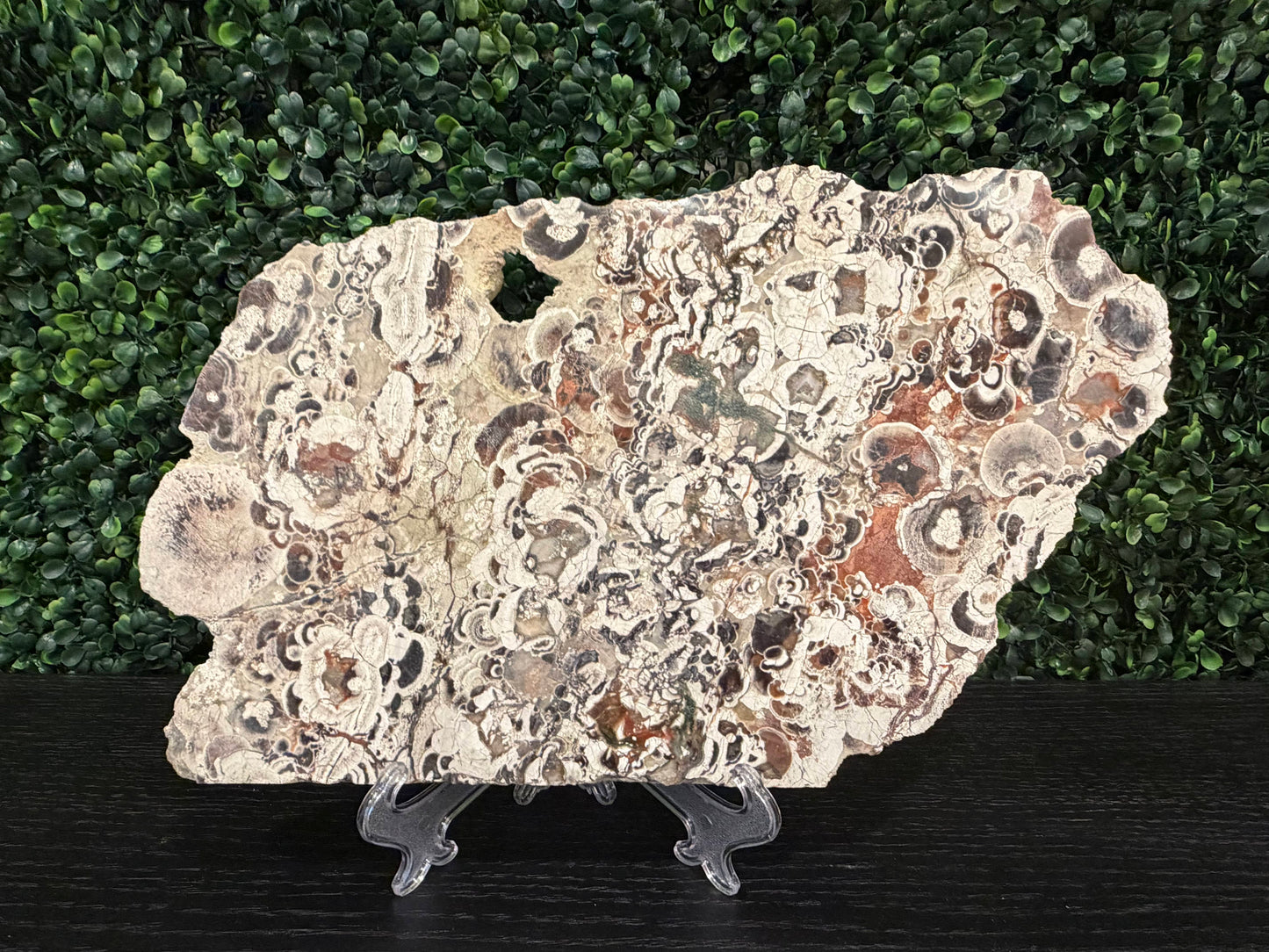 Money Agate Slab - You Choose!