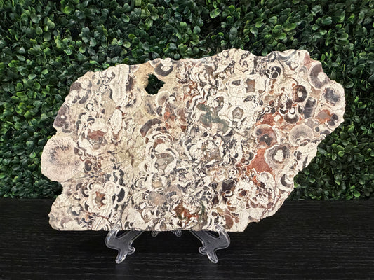 Money Agate Slab - You Choose!