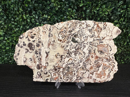 Money Agate Slab - You Choose!