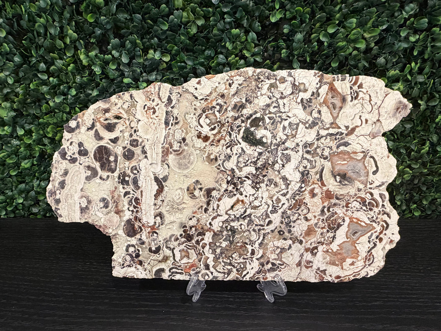 Money Agate Slab - You Choose!