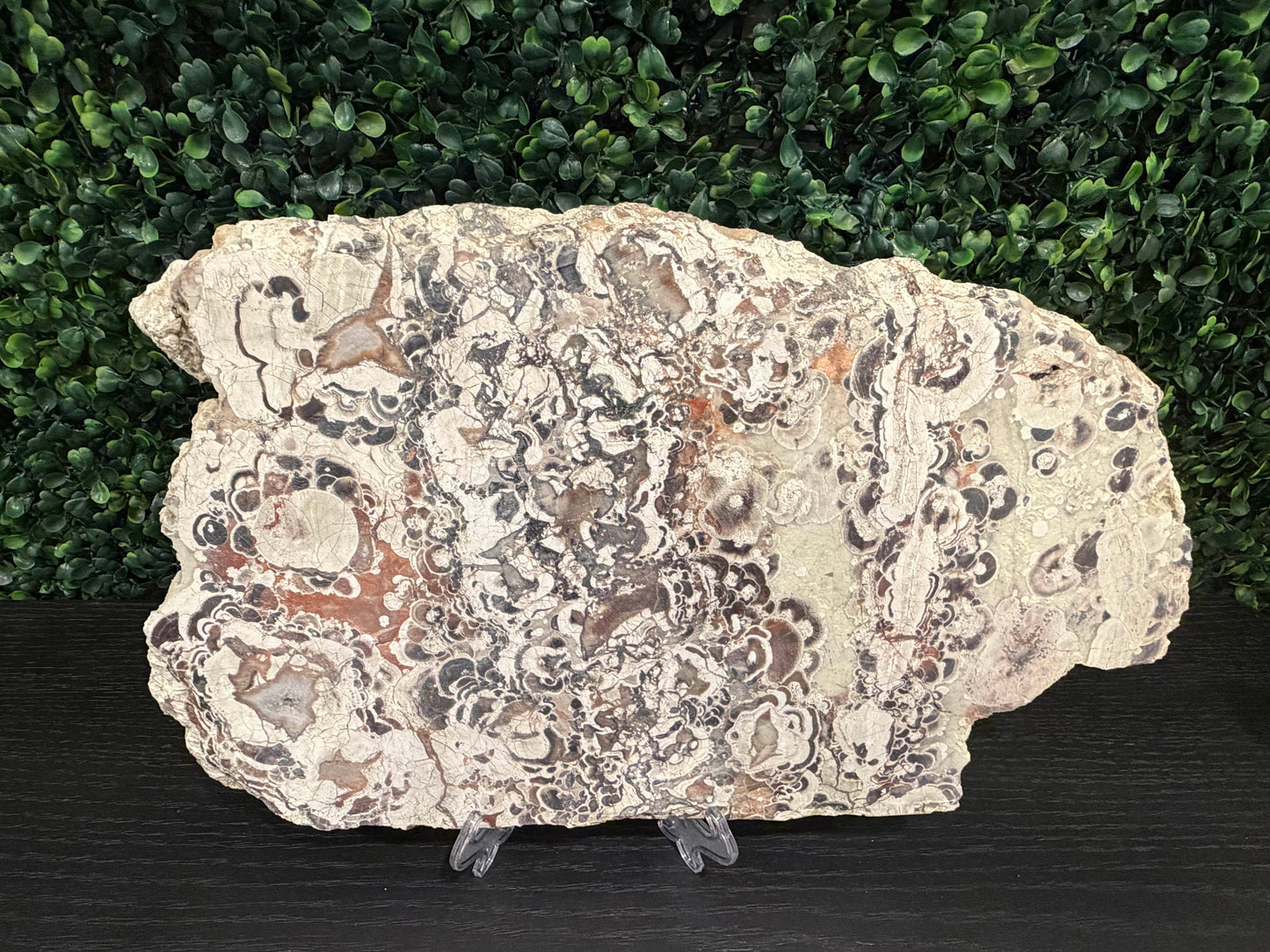 Money Agate Slab - You Choose!