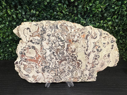 Money Agate Slab - You Choose!