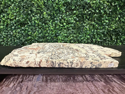 Money Agate Slab - You Choose!